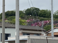 あの花畑はなんだ？