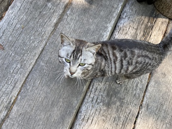 小麦堂の猫達
