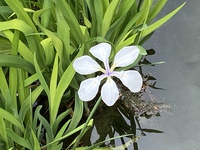 明日から休園の栗林公園