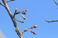 ひょうたん桜が咲いた