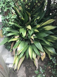 うちは寿司屋じゃない