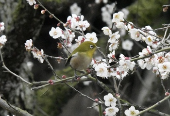 飛び交ってます