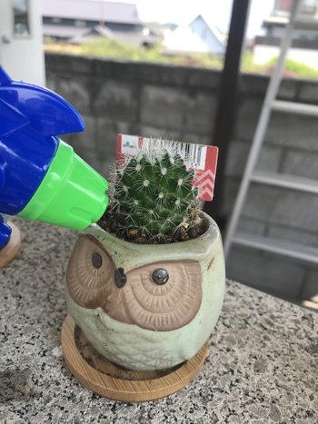 ビンゴで水鉄砲頂いた さて