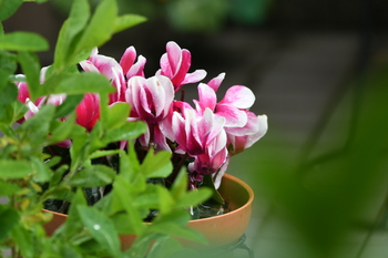 雨の日の花たち