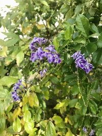 この花な〜んだ？