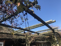 さねかずら強風被害
