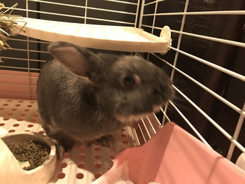 モップちゃんと共に帰った