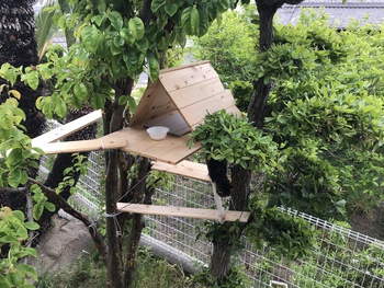 別荘 ツリーハウス
