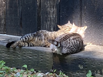 小麦堂の猫達