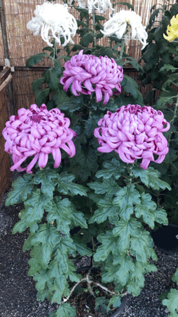 大菊の事　知ってます？