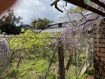 藤まつり中止の岩田神社