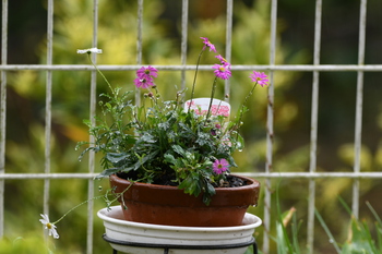 雨の日の花たち