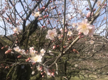 梅の花情報