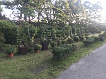 玉藻公園菊花展