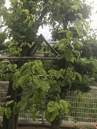 別荘 ツリーハウス