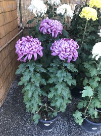 大菊の事　知ってます？