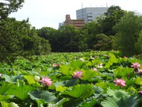 かをるさんを追って