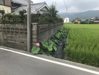 あら！綺麗ハスの花
