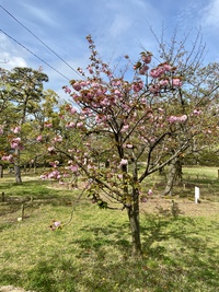 玉藻公園最後の桜