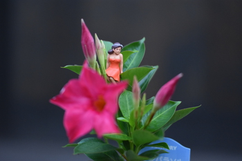 花とふちこ