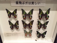 夜の蝶はご存知 これは