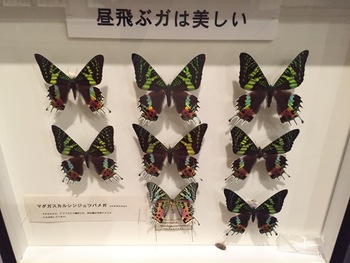 夜の蝶はご存知 これは