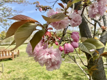 玉藻公園最後の桜
