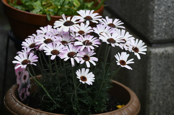雨の日の花たち