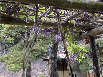 明日から休園の栗林公園