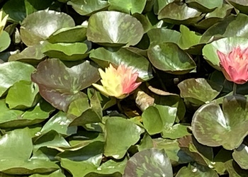 楽しい栗林公園