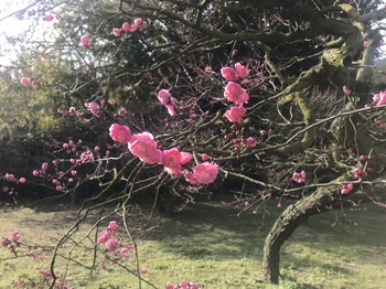 梅の花情報