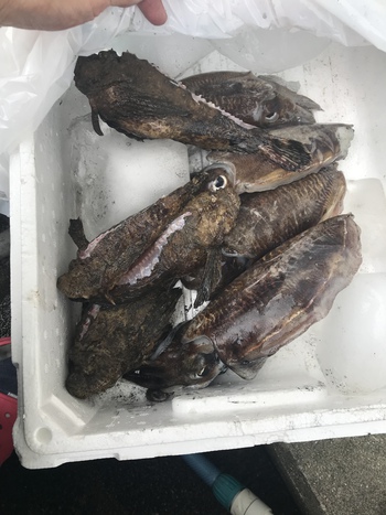 海の幸がやってきた