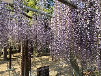 びっくり屋台が用意