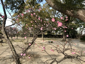 梅の花情報