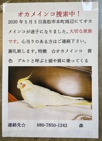 オカメインコ捜索中！