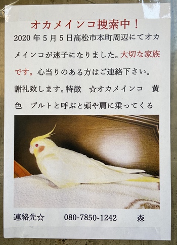 オカメインコ捜索中！