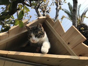 別荘 ツリーハウス