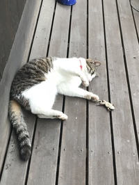 僕らはみんな生きている
