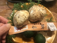 松茸from加奈陀