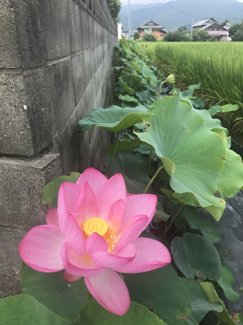 あら！綺麗ハスの花