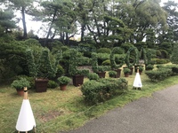 菊花展
