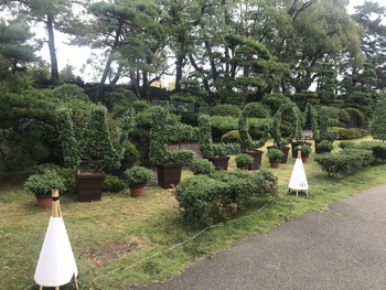 菊花展