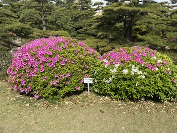 玉藻公園最後の桜