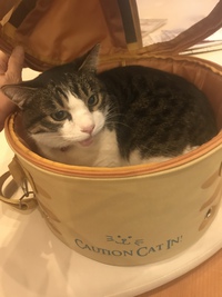 僕にも招待状が届く
