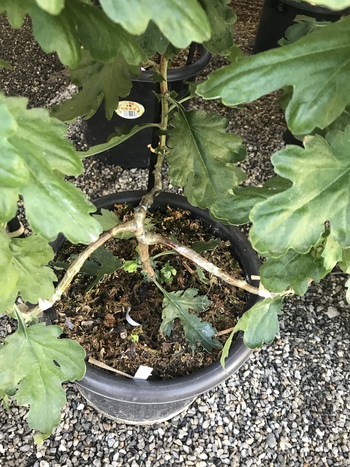 大菊の事　知ってます？