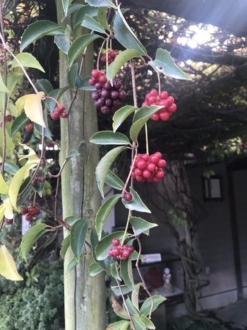 日暮亭ディナー