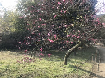 梅の花情報
