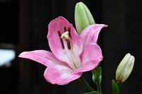 雨の日はお花を撮ろう