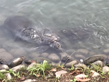 栗林公園 高級食材