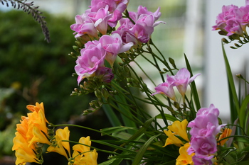 雨の日の花たち